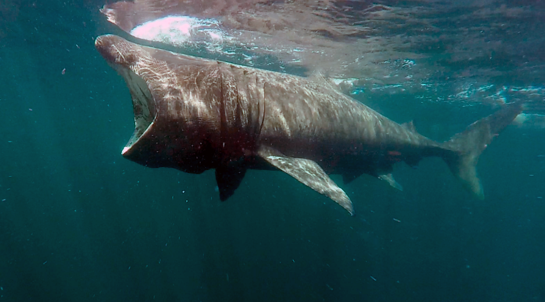 Basking shark. Cetorhinus Maximus акула. Гигантская акула (basking Shark). Большая акула Cetorhinus Maximus. Гигантская акула Баренцево море.