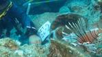 4,700-Year-Old Shipwreck Discovered off Turkish Coast