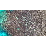 Image credit: Professor Jane Williamson