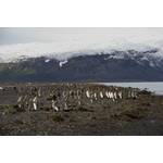 King penguins on Heard Island (Photo: Stephen Brown)