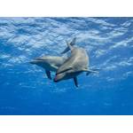 © Tropicalens / Adobe Stock