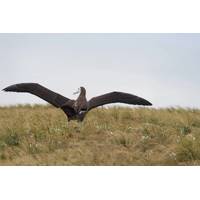 Albatross chick with satellite tag. Credit: Kath Walker, Graeme Elliott

