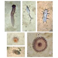 All animals observed throughout the AESA project. Top left: is a sea cucumber Psychropotes longicauda. Top middle: Macrouridae sp. Top right: sea cucumber Oneirophanta sp. Middle left: sea anemone Actinauge sp. Bottom left: sea cucumber Amperima sp this is one of the most abundant animals observed in t this study. Bottom right: sea anemone Sicyonis sp.