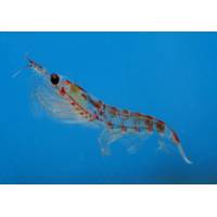 Antarctic krill are shrimplike, pinkie-length crustaceans. They form the base of the Antarctic food chain, and are an essential part of the ecosystem. (Photo: NOAA AERD)