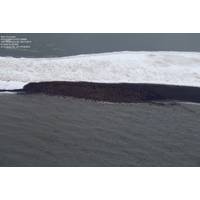 Arctic Walrus Haul Out: Photo courtesy of NOAA