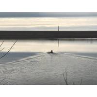 Autonomous surface vehicle on Kirk Lake in Eugene, Ore., during field trials. (Credit: Dylan Jones)