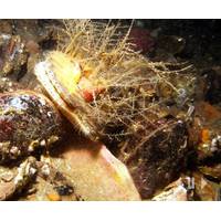 Biogenic reef: Photo courtesy of MCS