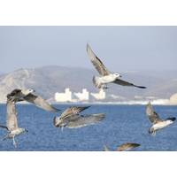 Black Sea birds near pipeline route:Image courtesy of South Stream 