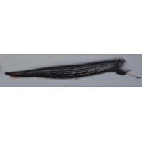 A black-belly dragonfish is just one of the small fish living in the mesopelagic zone. New research finds that there is a distinct sound associated with the daily migration of the fish and other animals that live in this layer to the surface. (Photo: David Checkley)