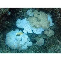 Bleached and dead Acorpora coral in the National Marine Sanctuary of American Samoa. Warm Pacific ocean temperatures may lead to an increase in coral bleaching, NOAA scientists said. (Credit: NOAA)