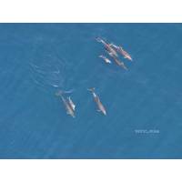 Bottlenose dolphins (Credit: NOAA-NEFSC)