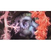 A brooding mother octopus shelters her eggs behind two different types of corals. The image was made by pilots using a robot to explore the north wall of the Mar Del Plata submarine canyon in Argentina, as part of a scientific expedition. The deepest point is over 3,500 meters – twice as deep as the Grand Canyon. The science team documented rich biodiversity, including deep-sea coral reef environments filled with sea anemones, sea cucumbers, sea urchins, snails, and others.
Image courtesy Schmid
