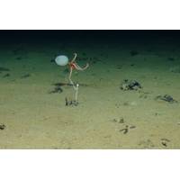 Clarion Clipperton Zone (CCZ) courtesy of the National Oceanography Centre and the Trustees of the Natural History Museum, with acknowledgement to the NERC SMARTEX project.