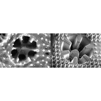 A close up of the bionic skeleton of the 3D-printed coral structures, which were used to grow algae. © Daniel Wangpraseurt