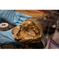 A close up image of the “golden orb” in the lab of the Smithsonian Institution. Following collection, the orb sample was officially accessioned as part of the Invertebrate Zoology Collectionoffsite link at the Smithsonian Institution’s National Museum of Natural History. The museum catalogs, curates and makes biological samples collected during expeditions on NOAA Ship Okeanos Explorer publicly available. The orb is USNM_IZ_1699903offsite link within the museum collection. (Image credit: NOAA Fi