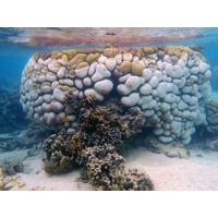 Coral bleaching was found to be followed by an unprecedented outbreak of black band disease, killing Goniopora corals. (Image courtesy of Maria Byrne / University of Sydney)