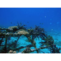 Coral growth shelf off Ishigaki Island: Photo courtesy of MBE