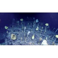 Credit: NOAA Ocean Exploration, 2017 Laulima O Ka Moana