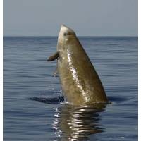Cuvier Beaked Whale: Image courtesy of Natacha Aguilar/Univ of La Laguna