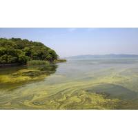 Cyanobacteria shares some properties with algae and are found naturally in lakes, streams, ponds and other surface waters. (Photo: EPA)