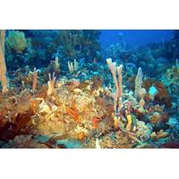 Dense assemblages of deepwater sponges and invertebrates (Credit: Daniel Ierodiaconou/Supplied by Offshore Biotechnologies)