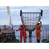 Deployment of a 2 m scientific beam trawl used for the collection of mobile epibenthic species. (Photo: Fugro)