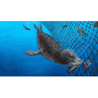 Depredation—when seals and other marine animals prey on fish caught in net—can be costly both economically and ecologically. It can reduce the amount of sell-able fish, damage fishing gear, and lead to the lethal entanglement of seals and other protected marine mammals in fishing nets. (Illustration courtesy of Terra Dawson, dawsonillustrations.com)