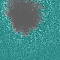 Electron microscope image of enzyme degrading PET plastic (Credit: Dennis Schroeder / NREL)