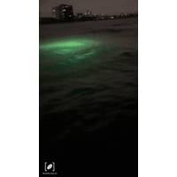 Enigma #303093 - 2023 Jun 11 • Fort Lauderdale, Florida. © Engima