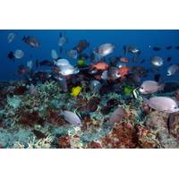Fish school at Pearl and Hermes Atoll. (Credit: NOAA, Papahānaumokuākea Marine National Monument)