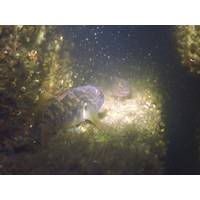 Fish sheltering in Reefblock. Credit: Reefy