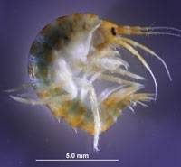 Gammarus mucronatus, an amphipod grazer that can promote healthy eelgrass beds. Copyrighted photo courtesy of Matthew Whalen/UC Davis.