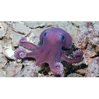 A Graneledone octopus, a suspected new species, moves across the seafloor during a deep-sea ocean expedition off the coast of Trinidad and Tobago. This species was first observed during an expedition Dr. Diva Amon (SpeSeas) participated in 2014, but was not confirmed or collected until this mission. Researchers made dozens of other discoveries on the trip, including at least 20 suspected new species, three of which may be new genera. © ROV SuBastian / Schmidt Ocean Institute