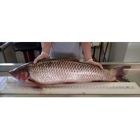 The Grass Carp: Photo credit Fisheries and Oceans Canada
