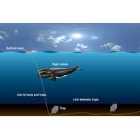 (Illustration by Graphic Services, Woods Hole Oceanographic Institution)