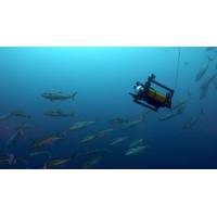 Image courtesy Boxfish Research