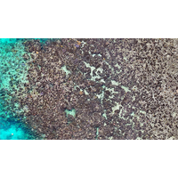 Image credit: Professor Jane Williamson