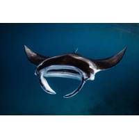 Jasmine Corbett / Manta Trust