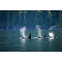 © Jeroen / Adobe Stock