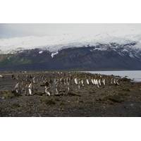 King penguins on Heard Island (Photo: Stephen Brown)