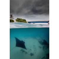 A manta ray swims through the inlet. (Photo credit: Bryant Turffs) 
