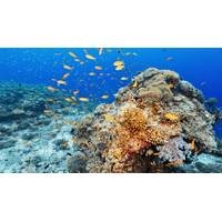 Marine ecosystems can be highly susceptible to invasive species. Credit: Adobe Stock/wkproduction