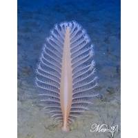 © Marine &amp; Environmental Research Lab