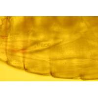 Microplastic beads seen in the central tube of a copepod [their intestinal tract], as evidenced here, fluorescently labelled beads help with visualization and identification. © PML 