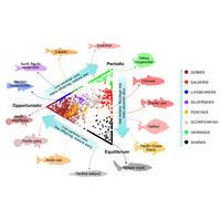 Model results showing where fish species (circles, with examples shown around perimeter) within each family or class (colors, legend on right) fall among three life-history strategies (periodic, opportunistic, and equilibrium) based on their traits. Credit: NOAA Fisheries