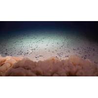 Nodules on abyssal seafloor in CCZ & mud cloud from an ROV touching down. (Photo credit: UH/NOAA Deep CCZ)