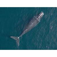 A North Atlantic Right Whale. Credit:
Woods Hole Oceanographic Institution/NOAA/SeaLife Response, Rehabilitation
and Research; under NMFS Research Permit #17355. Both photos were taken non
-
invasively by Dr. John Durban using a custom research drone.