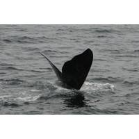 © North Atlantic right whale “Lasagna” (Catalog #3550) is named for his wavy fluke blades that look like a lasagna noodle. CREDIT: New England Aquarium and Canadian Whale Institute, taken under DFO Canada SARA permit