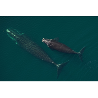 North Atlantic right whale mom “Millipede” (Catalog #3520) seen with her calf in Cape Cod Bay on April 9, 2026. CREDIT: New England Aquarium, taken under NOAA Permit #25739-01