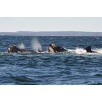 North Atlantic right whales (Photo: Jolinne Surrette / Fisheries and Oceans Canada)